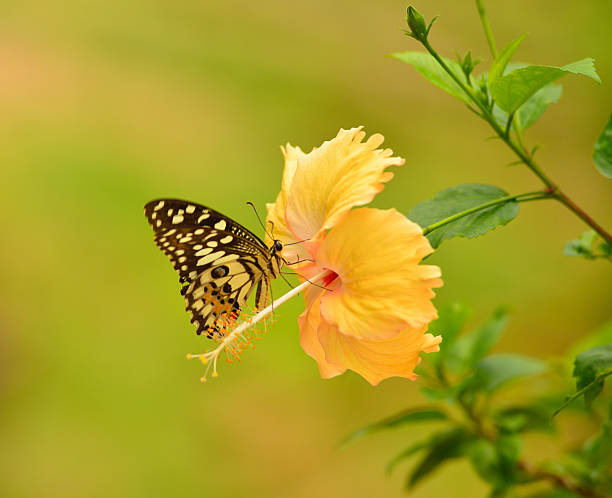 istock butterfly stays on a flower 486932276