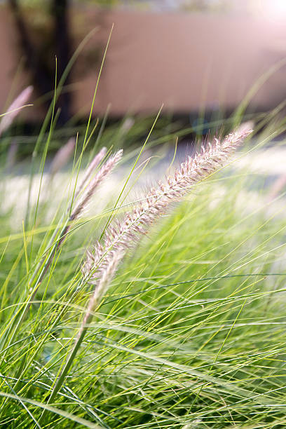 burgrass auf weichem verwischen Hintergrund mit Blendenfleck, Igel gras – Foto