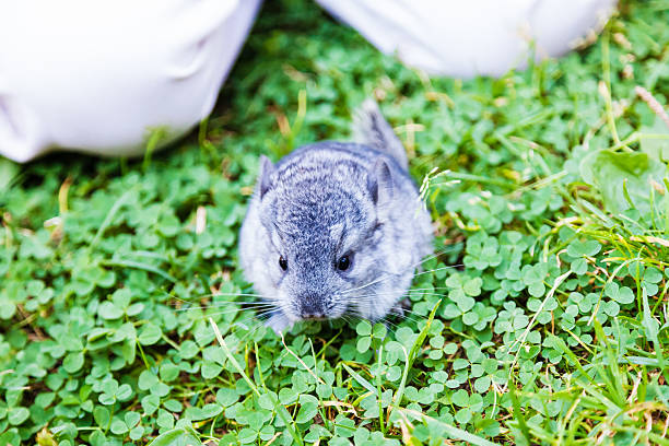 Chinchilla in the living room.