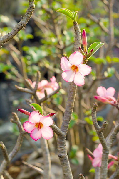 adenium fleur - desert rose photos et images de collection