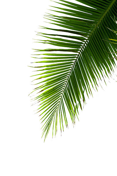istock Leaves of coconut tree isolated on white background 486932705