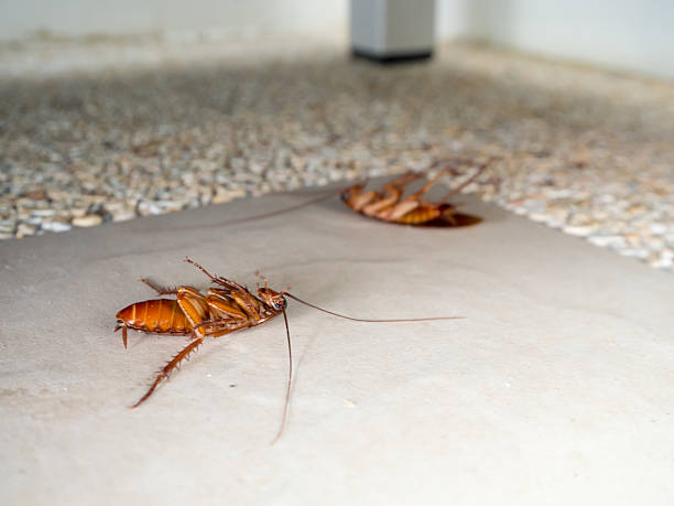 Dead cockroaches on the floor Dead cockroaches on the floor animal abdomen photos stock pictures, royalty-free photos & images