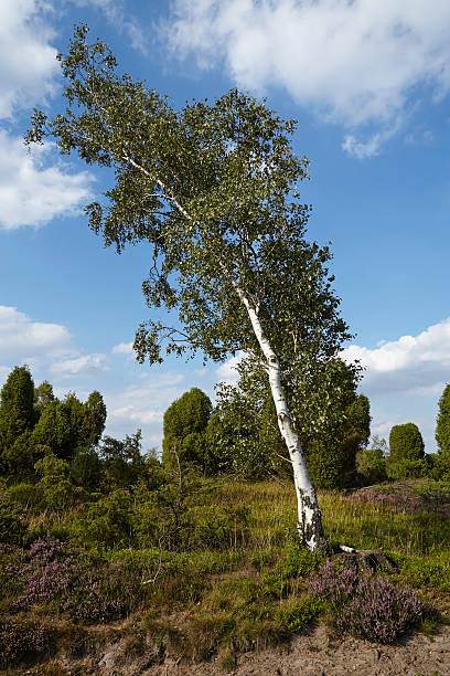 istock Luneburg Heath - Landscape with birch tree 486933070