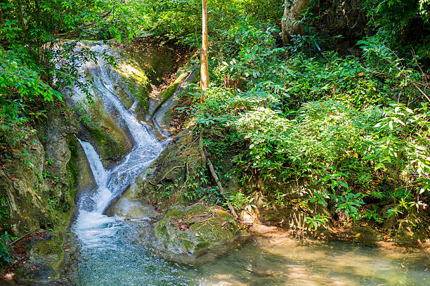 fairy las - tropical rainforest thailand root waterfall zdjęcia i obrazy z banku zdjęć