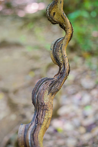 요정 임산 - tropical rainforest thailand root waterfall 뉴스 사진 이미지