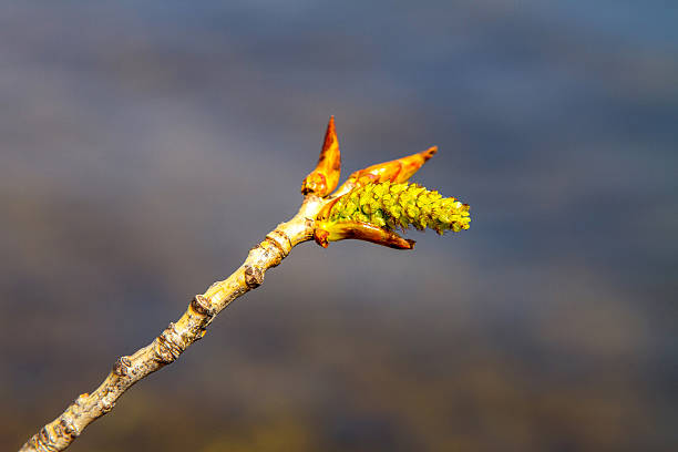 istock Preview blossoming young poplar branches over the water 486933983