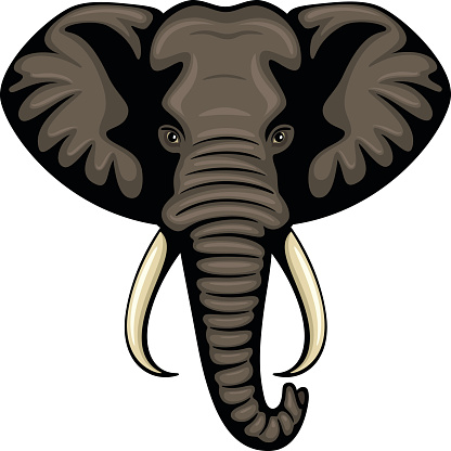 Vector illustration of the head of an African elephant.  Illustration uses no gradients, meshes or blends, only solid color. Both .ai and AI8-compatible .eps formats are included, along with a high-res .jpg, and a high-res .png with transparent background.