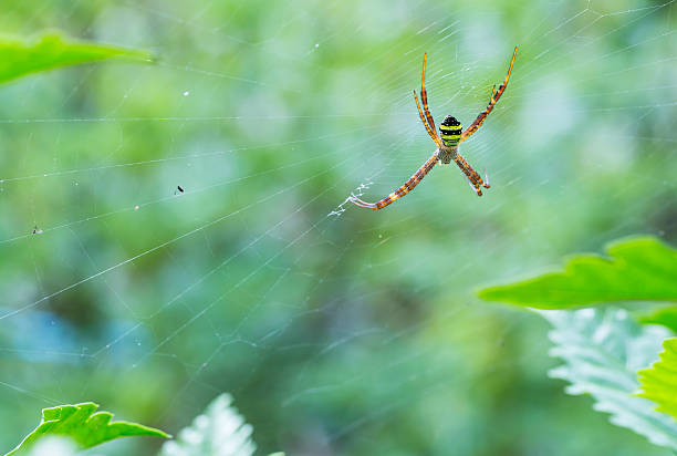 istock macro photography of insect 486934111