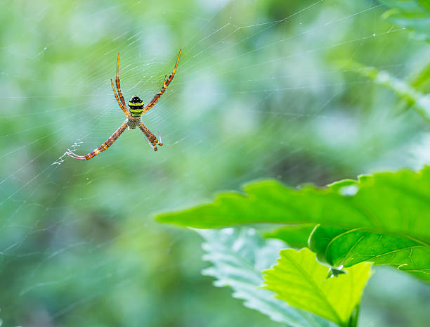 istock macro photography of insect 486934115