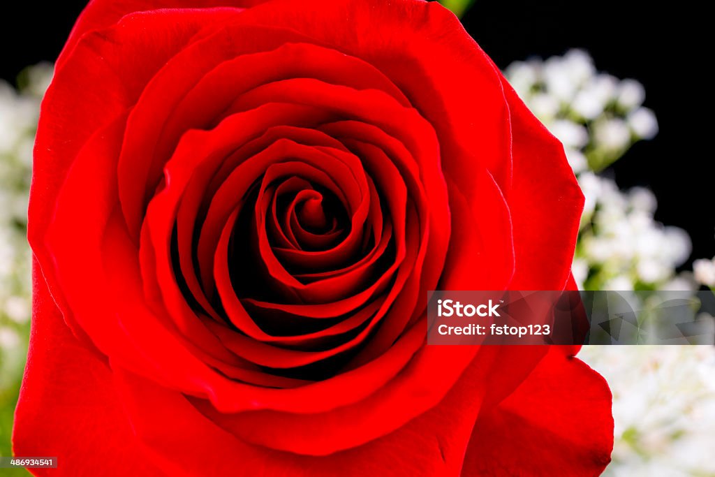 Flowers: Single red rose floral arrangement on black background. Close up of single red rose in floral arrangement on black background. Valentine's Day or Mother's Day gift. Beauty Stock Photo