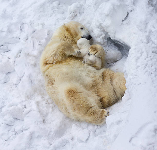 istock Polar bear with cub. Mother's love 486934763