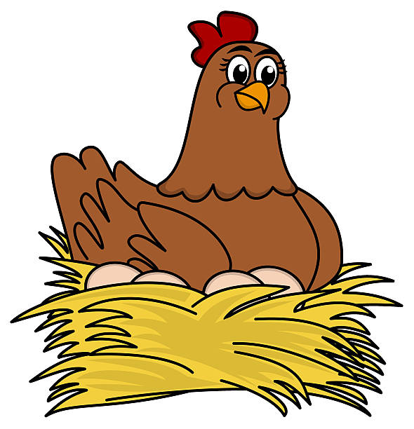 illustrazioni stock, clip art, cartoni animati e icone di tendenza di brooding uova di gallina - deporre le uova