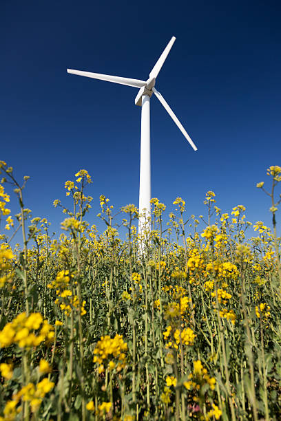 istock Wind turbines in yellow field. Sustainable energy. Polarized blue sky. 486934945