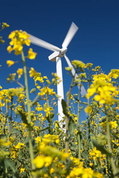 istock Wind turbines in yellow field. Sustainable energy. Polarized blue sky. 486934969