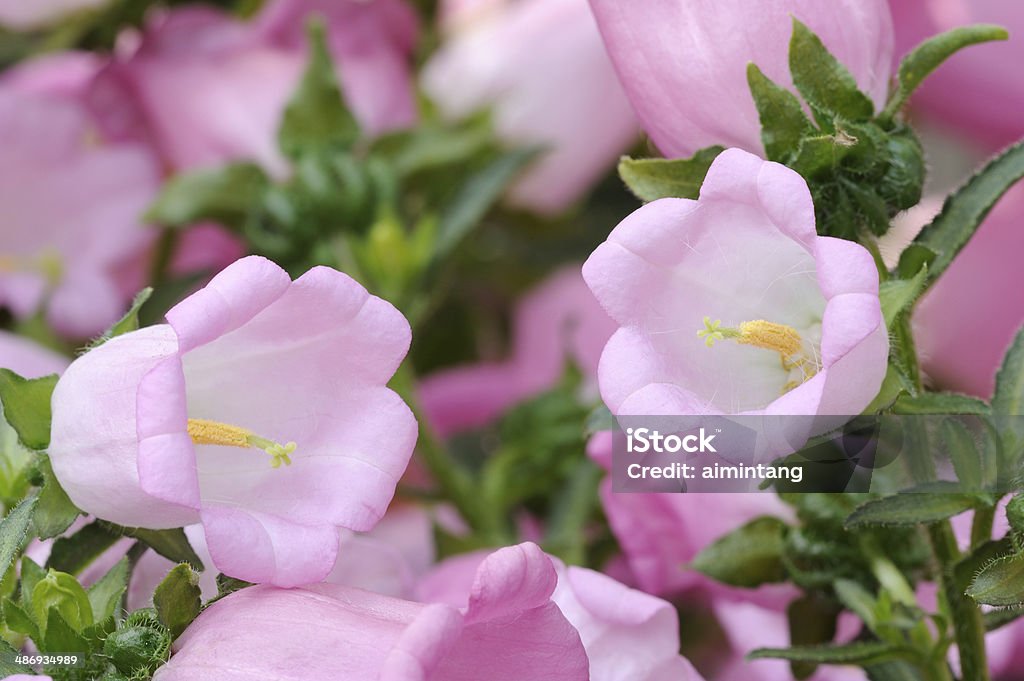 핑크 초롱꽃 - 로열티 프리 0명 스톡 사진
