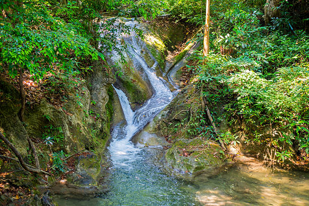 요정 임산 - tropical rainforest thailand root waterfall 뉴스 사진 이미지