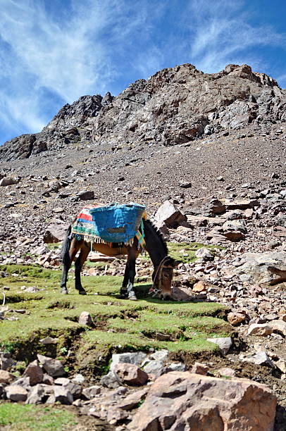 mule grazind hierba - mulish fotografías e imágenes de stock