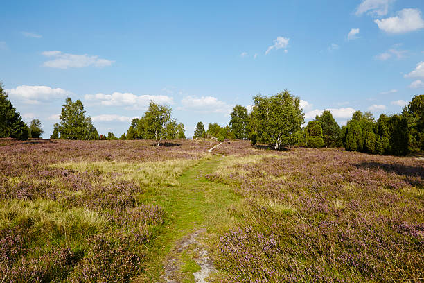 Luneburg Heath - Heathland