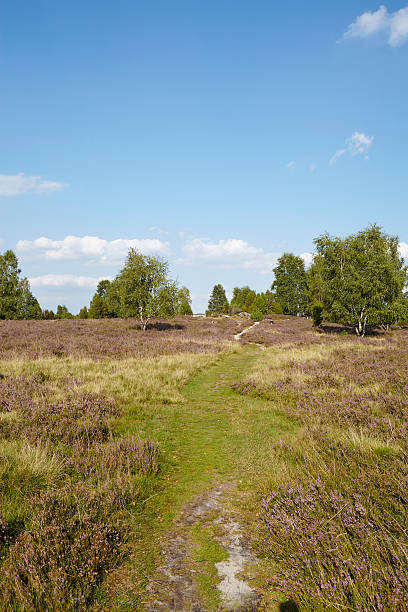 istock Luneburg Heath - Heathland 486935548