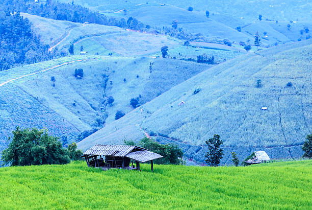 istock Landscape of the lined Green terraced  rice field 486936229