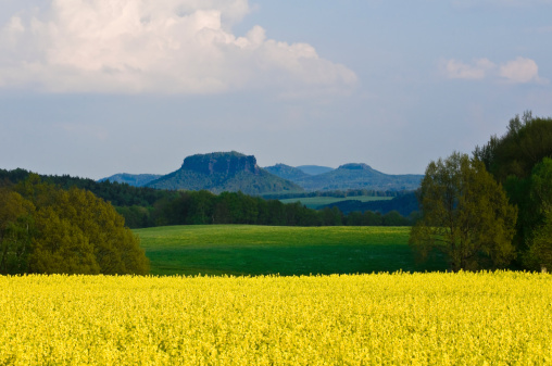 Saxon Switzerland in spring with a blowing canolafield and the known table mountains in the background.