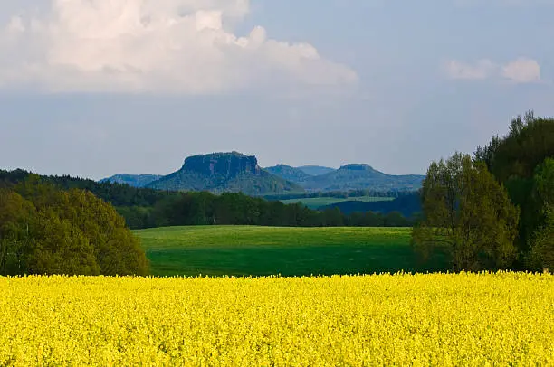 Saxon Switzerland in spring with a blowing canolafield and the known table mountains in the background.
