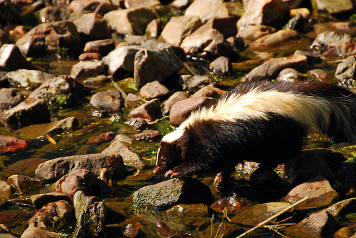 One Striped Skunk walking through a water stream fulled wih small rocks.