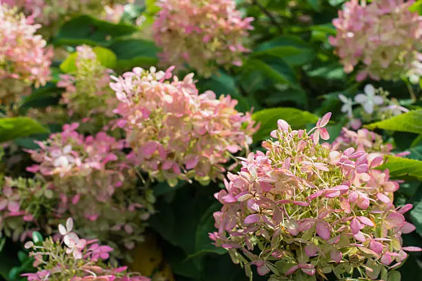 The originally white flower heads of the panicled hydrangea or Hydrangea paniculata shrub are at the end of the summer season discolored to a pretty soft pink color.