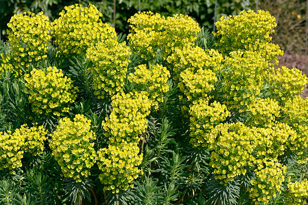 Euphorbia characias Closeup of Euphorbia characias in garden euphorbiaceae stock pictures, royalty-free photos & images
