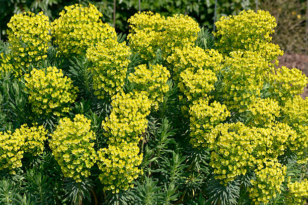 euphorbia characias - euphorbiaceae imagens e fotografias de stock