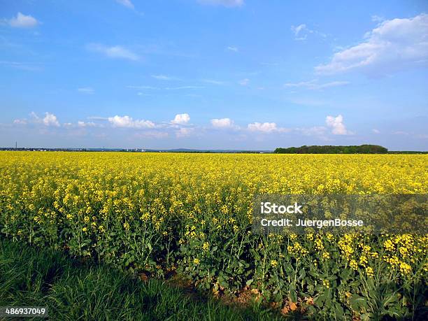 Canola Field Series Stockfoto und mehr Bilder von Blau - Blau, Blume, Canola