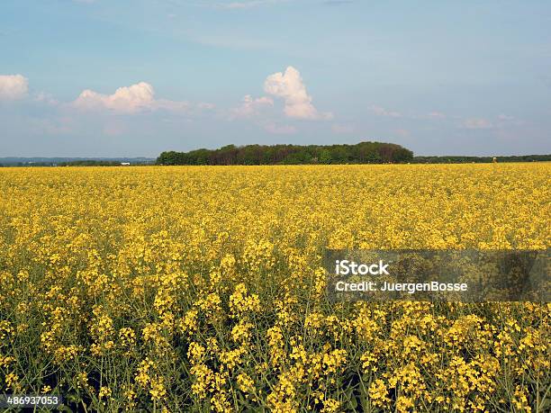 Canola Field Series Stockfoto und mehr Bilder von Blau - Blau, Blume, Canola