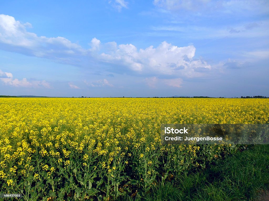 Canola field series - Lizenzfrei Blau Stock-Foto