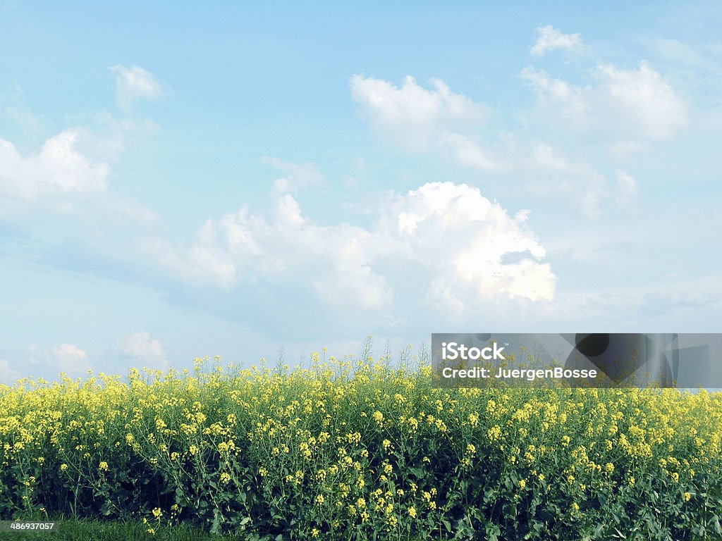 Canola field series - Lizenzfrei Blau Stock-Foto