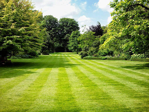 公共の公園 - cut grass ストックフォトと画像