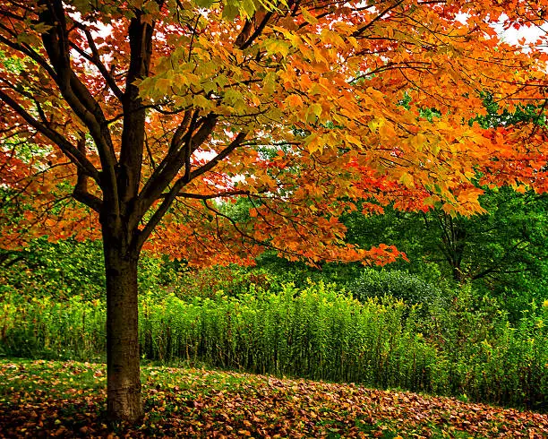 Red Maple tree in autumn with peak color orange leaves.