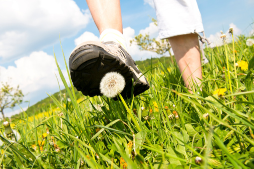 Hiker stepping on a dandelion.