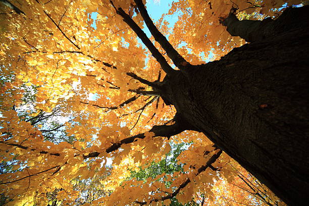 istock Autumn yellow leaves 486937217