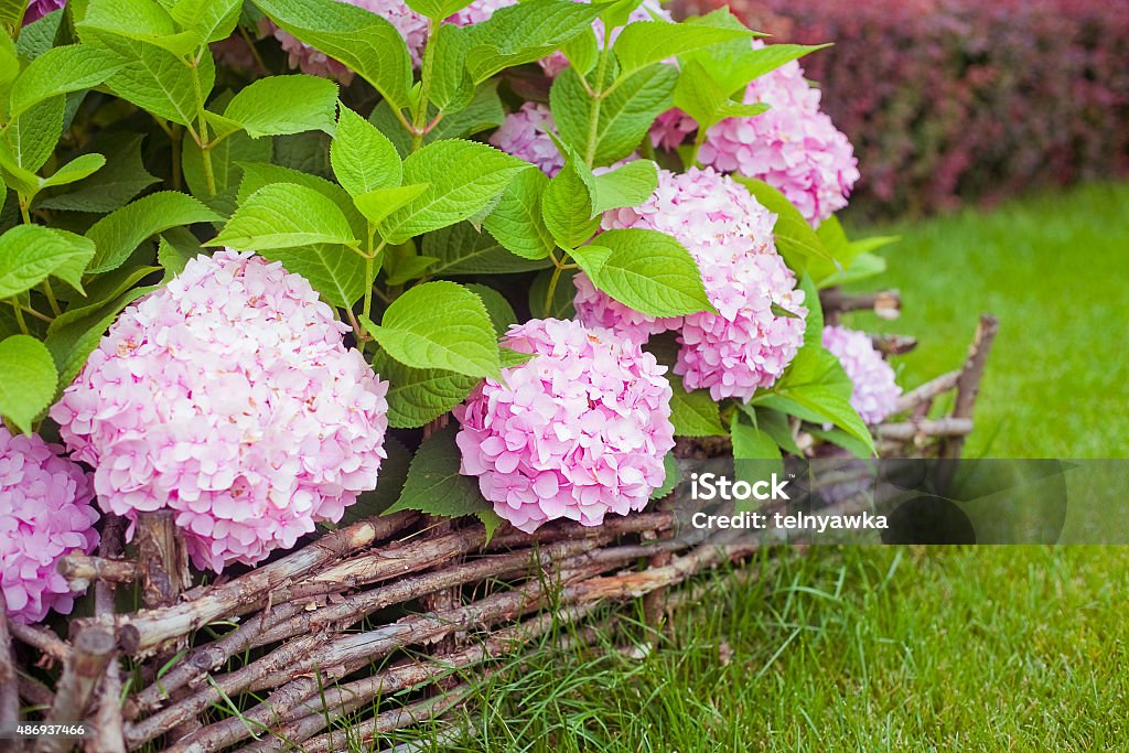 bush of pink flower hydrangea blooming in the garden great bush of pink flower hydrangea blooming in the garden 2015 Stock Photo