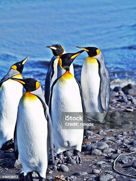 Group Of Penguins Near The Ocean Stock Photo - Download Image Now - Animal, Animal Family, Animal Wildlife