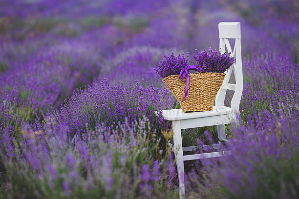 istock Fragrant blooming lavender in a basket on a lavender field. 486938320