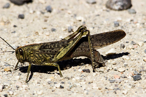 locusta grasshopper giant grasshopper stock pictures, royalty-free photos & images