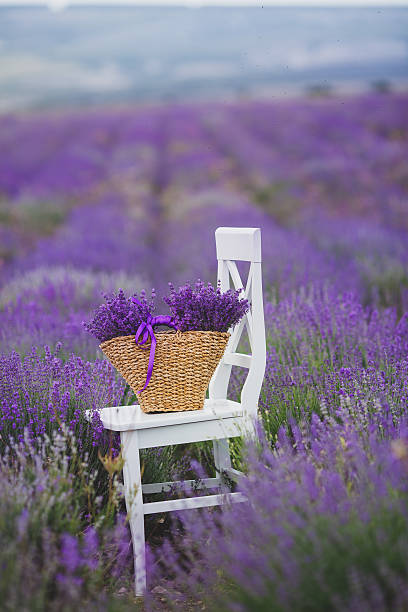 istock Fragrant blooming lavender in a basket on a lavender field. 486938404