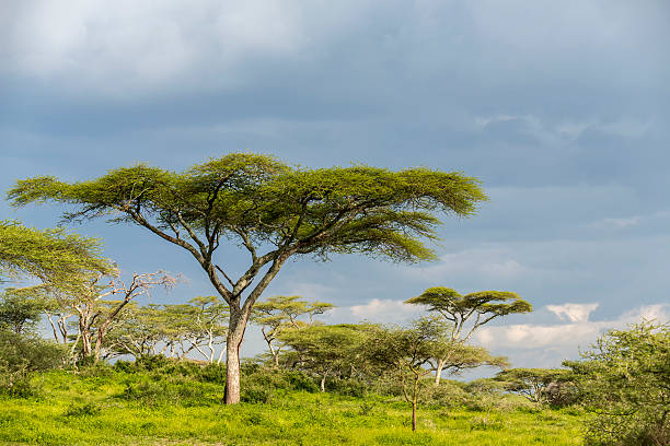 istock Acacia Tree in Tanzania, Africa 486938831