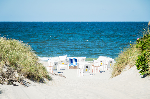 Flowering grass bushes on a sandy beach on the Baltic Sea coast in the village of Yantarny, Kaliningrad region, Russia