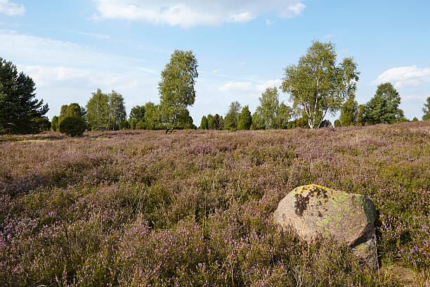 istock Luneburg Heath - Heathland 486939008