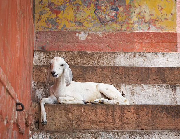 cabra sobre os passos do ghats varanasi, índia - india ganges river goat steps - fotografias e filmes do acervo