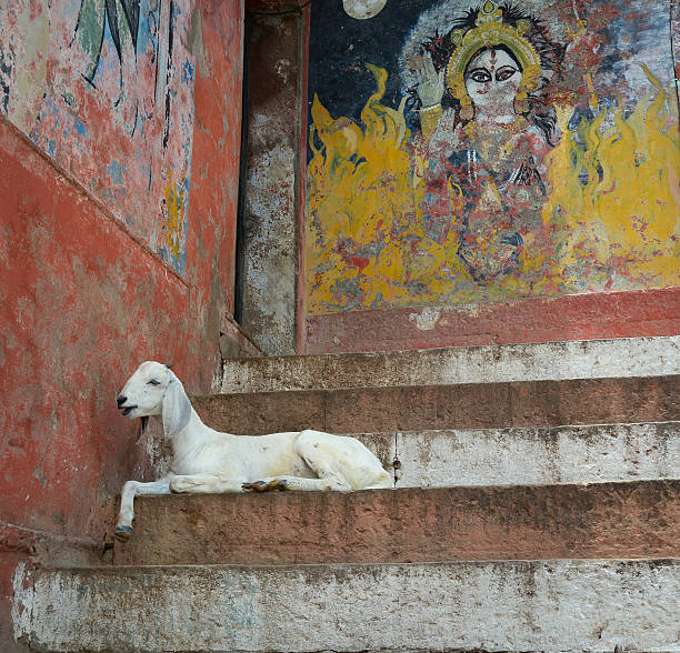 cabra sobre os passos do ghats varanasi, índia - india ganges river goat steps - fotografias e filmes do acervo