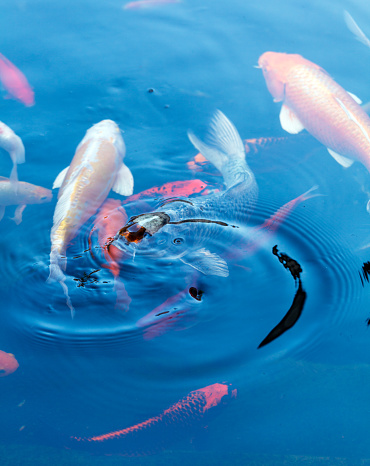 Koi Pond with Japan Colorful Carps