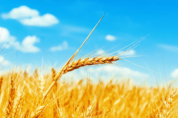 istock golden color wheat ear on field 486940752